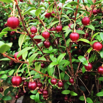 Buy Psidium Cattleianum – Plant Online at Lalitenterprise