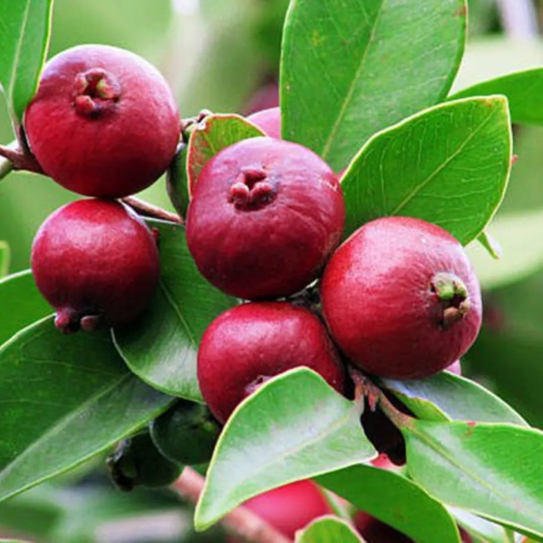 Strawberry Guava Fruit