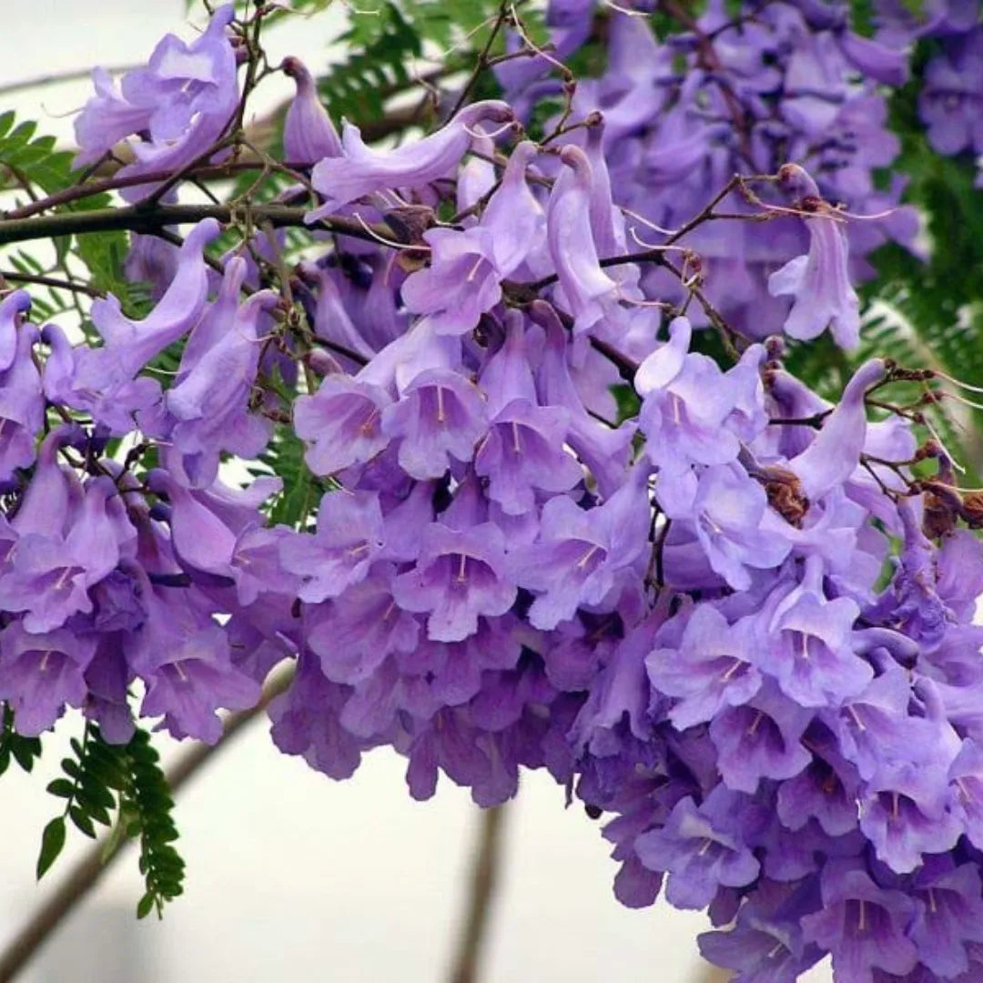 Jacaranda Purple Flower