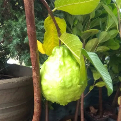 Thai Guava "Grafted" Plant