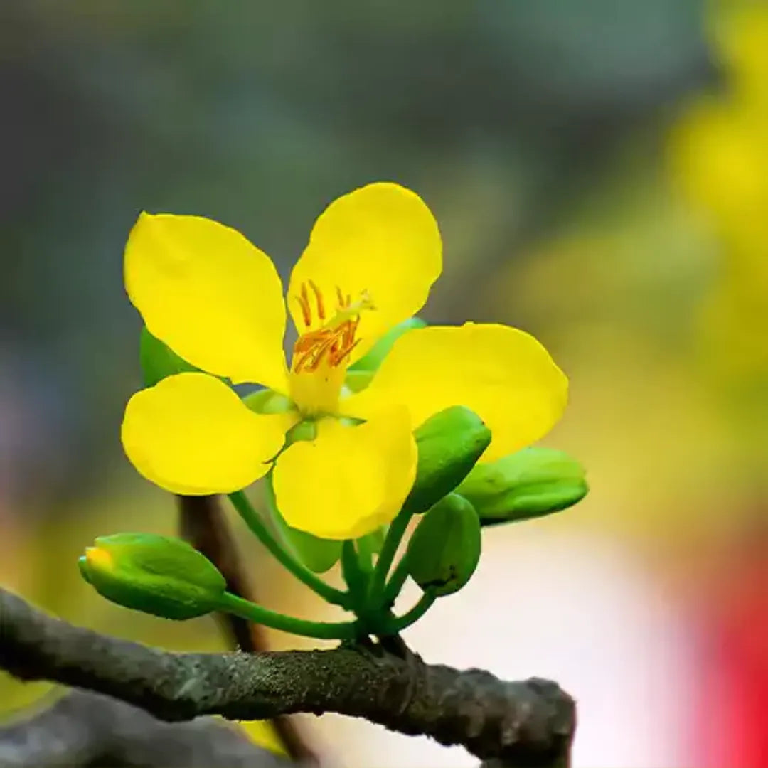 Senna pallida Flower