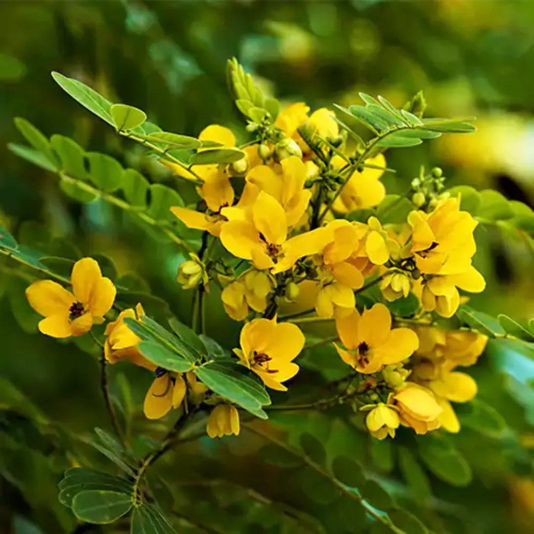 Senna pallida Flowering - Plants