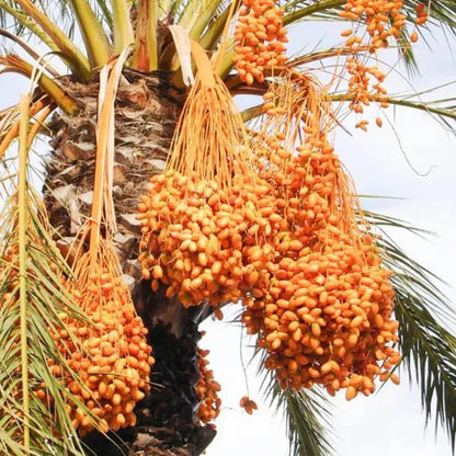 Buy Best Palm Fruit Plant - Lalit Enterprise