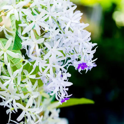 Vine White Flowering Plant