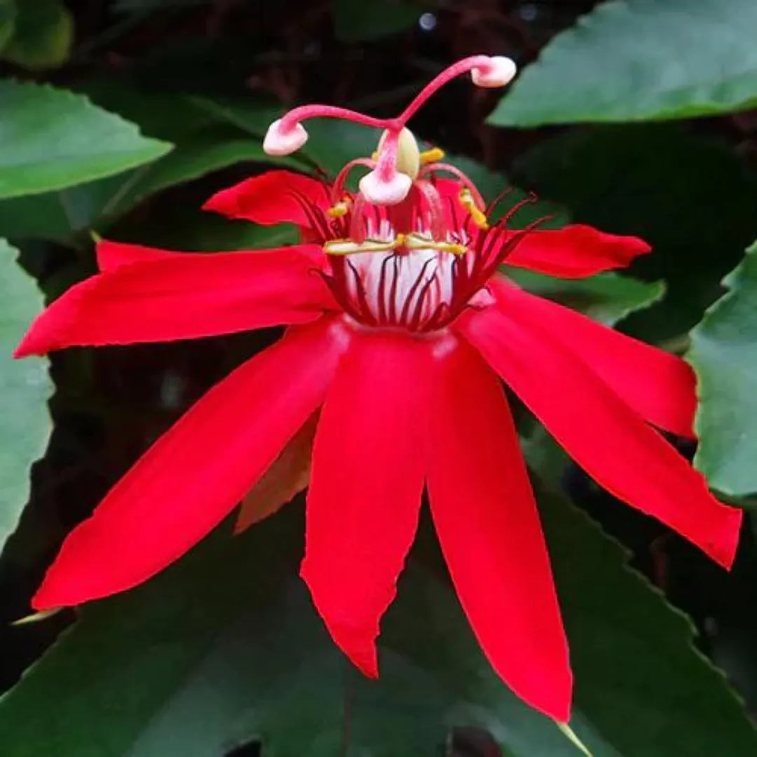 Passiflora Incarnata Red