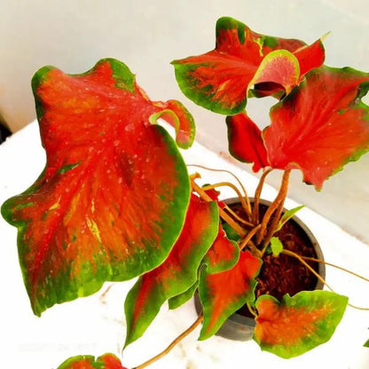 Red Ruffle Caladium Plant