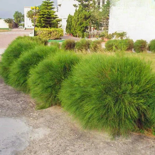 Casuarina Glauca Plant