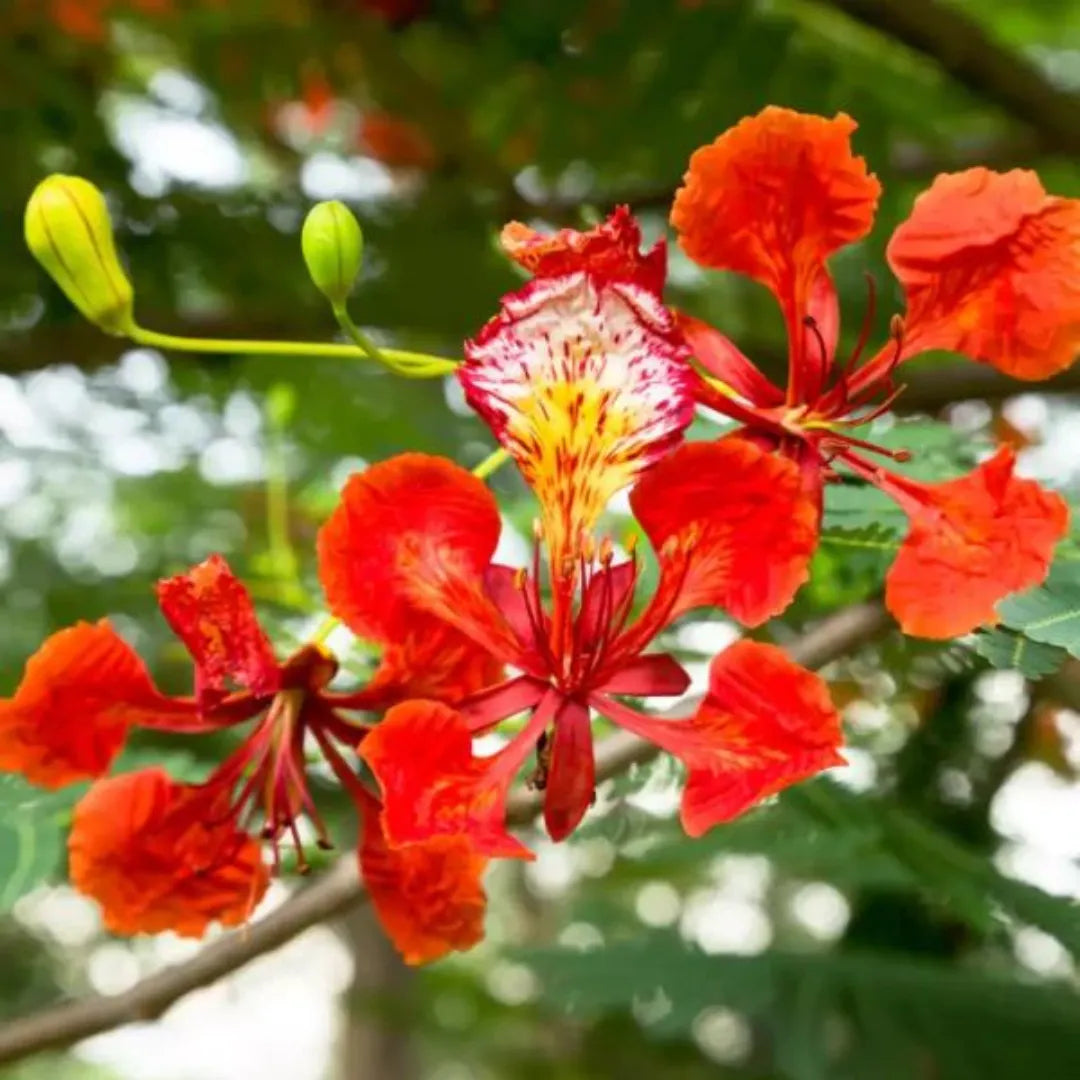 Gulmohar Flower