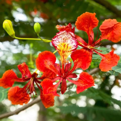 Gulmohar Flower