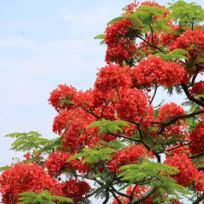Gulmohar Flowering Tree 