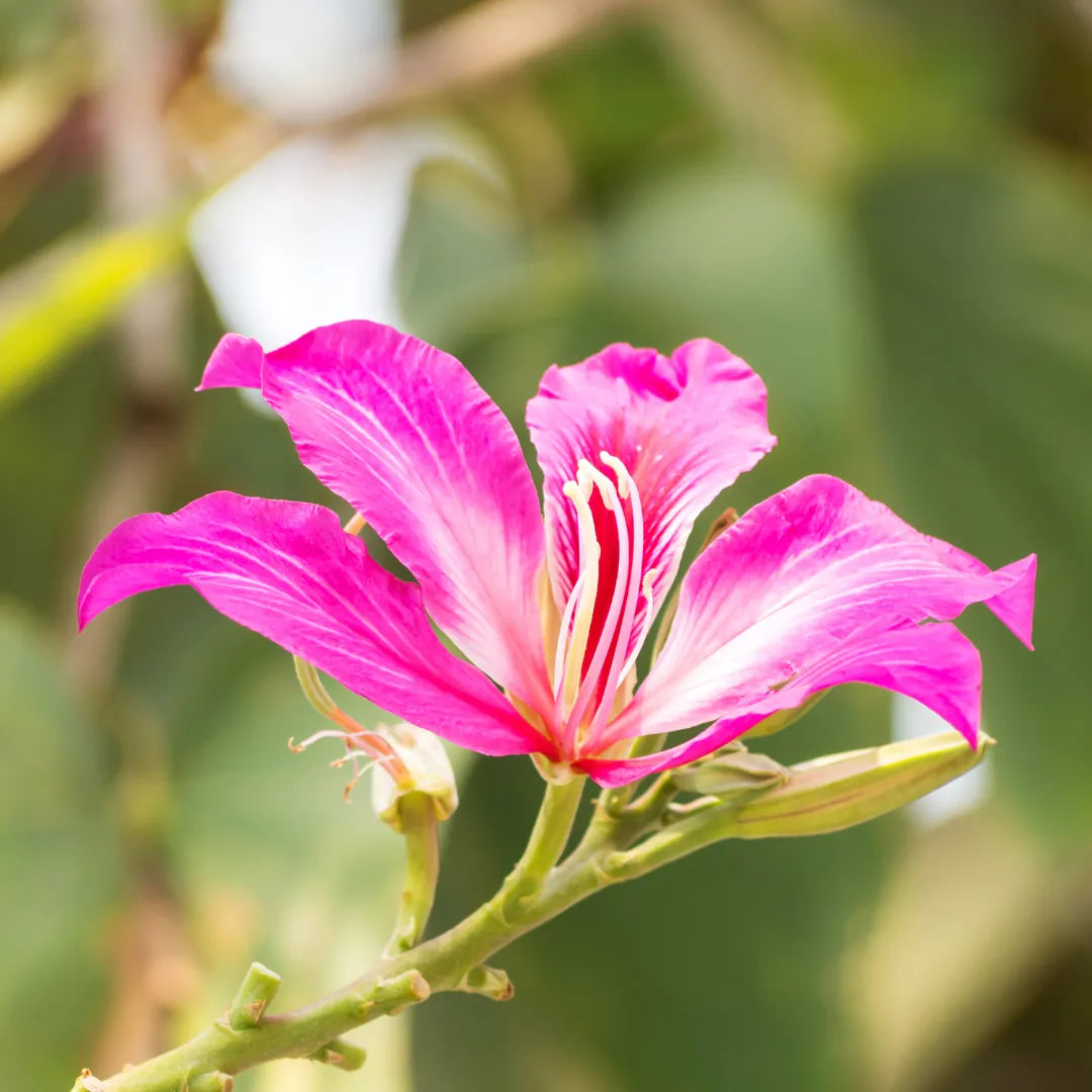 Bauhinia Blakeana Flower
