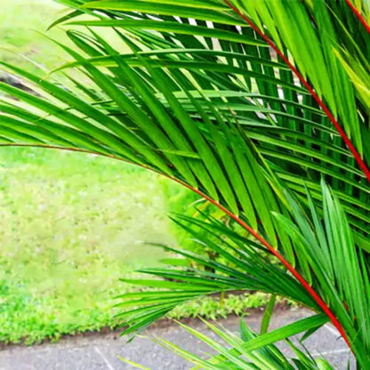Buy Red Palm Plant - Lalit Enterprise
