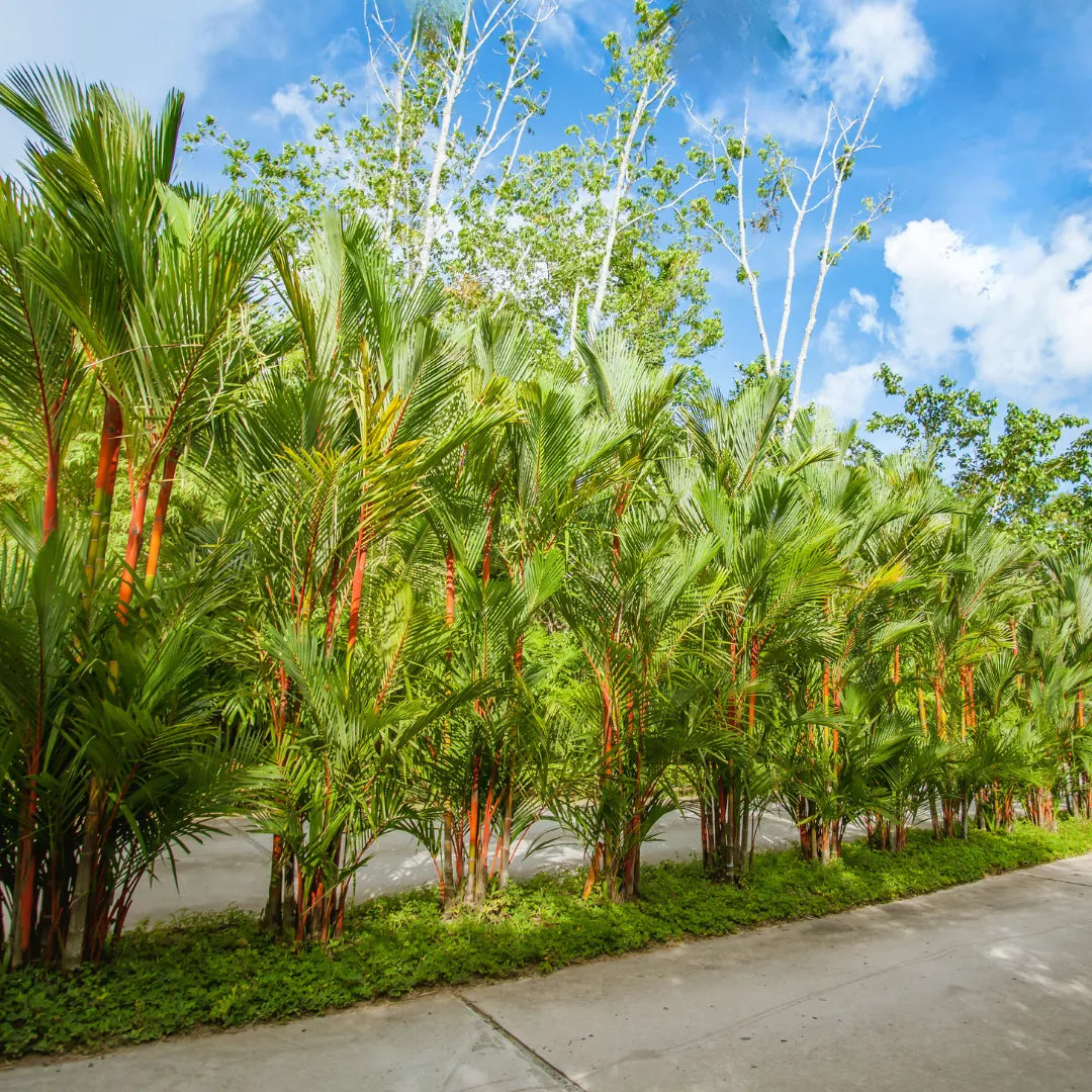 Buy Sealing Wax Palm Plant - Lalit Enterprise