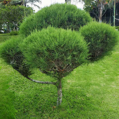 Casuarina Glauca resemble pine needles