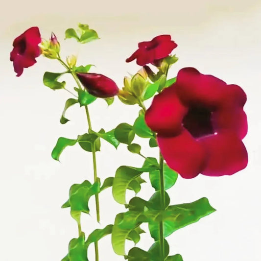 Deep Maroon Allamanda Flowering Plant