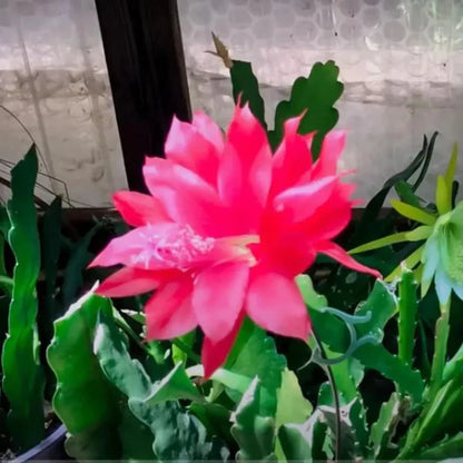Pink Brahma Kamal Plant - Lalit Enterprise