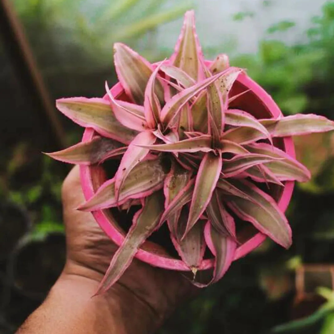 Starlite Earth Star plant Pink plant