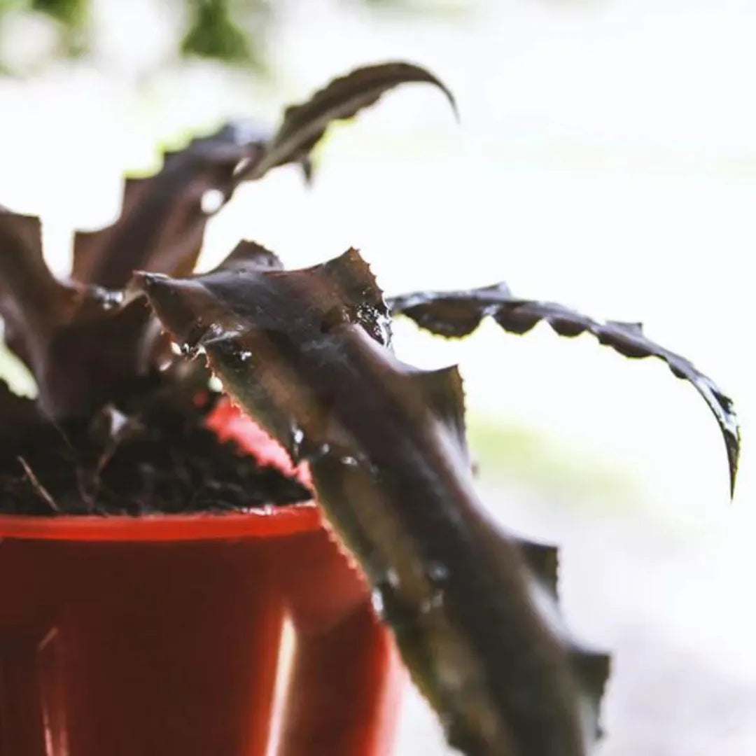 Starlite Earth Star Brown plant