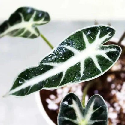Alocasia Bambino plant