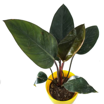 Philodendron Red Congo Plant - Lalit Enterprise