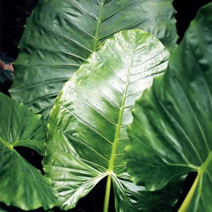 Alocasia Odora Foliage Plant