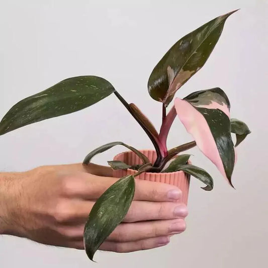Buy Philodendron Pink Princess Plant - Lalit Enterprise
