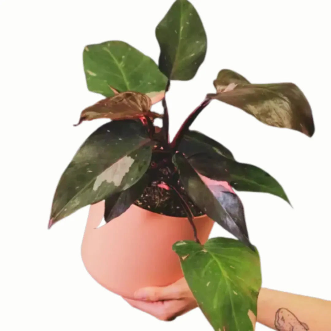 Buy Philodendron Erubescens Plant - Lalit Enterprise