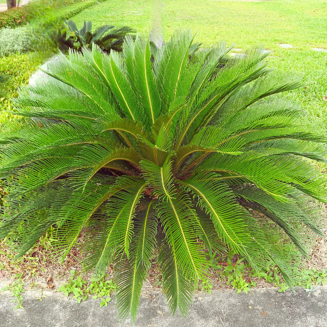 Cycas Revoluta - Plants
