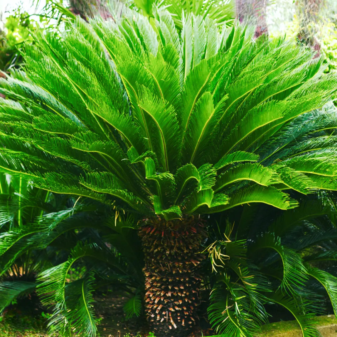Buy Cycas Palm Plant - Lalit Enterprise