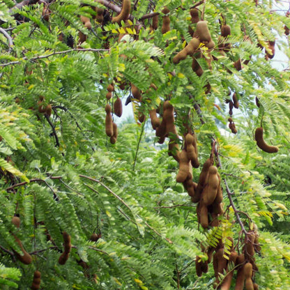Tamarindus indica Fruit Plant