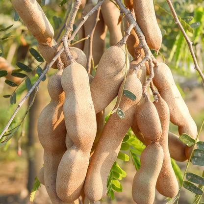 Buy Imli "Tamarind" (Tamarindus indica) - Plant Online at Lalitenterprise