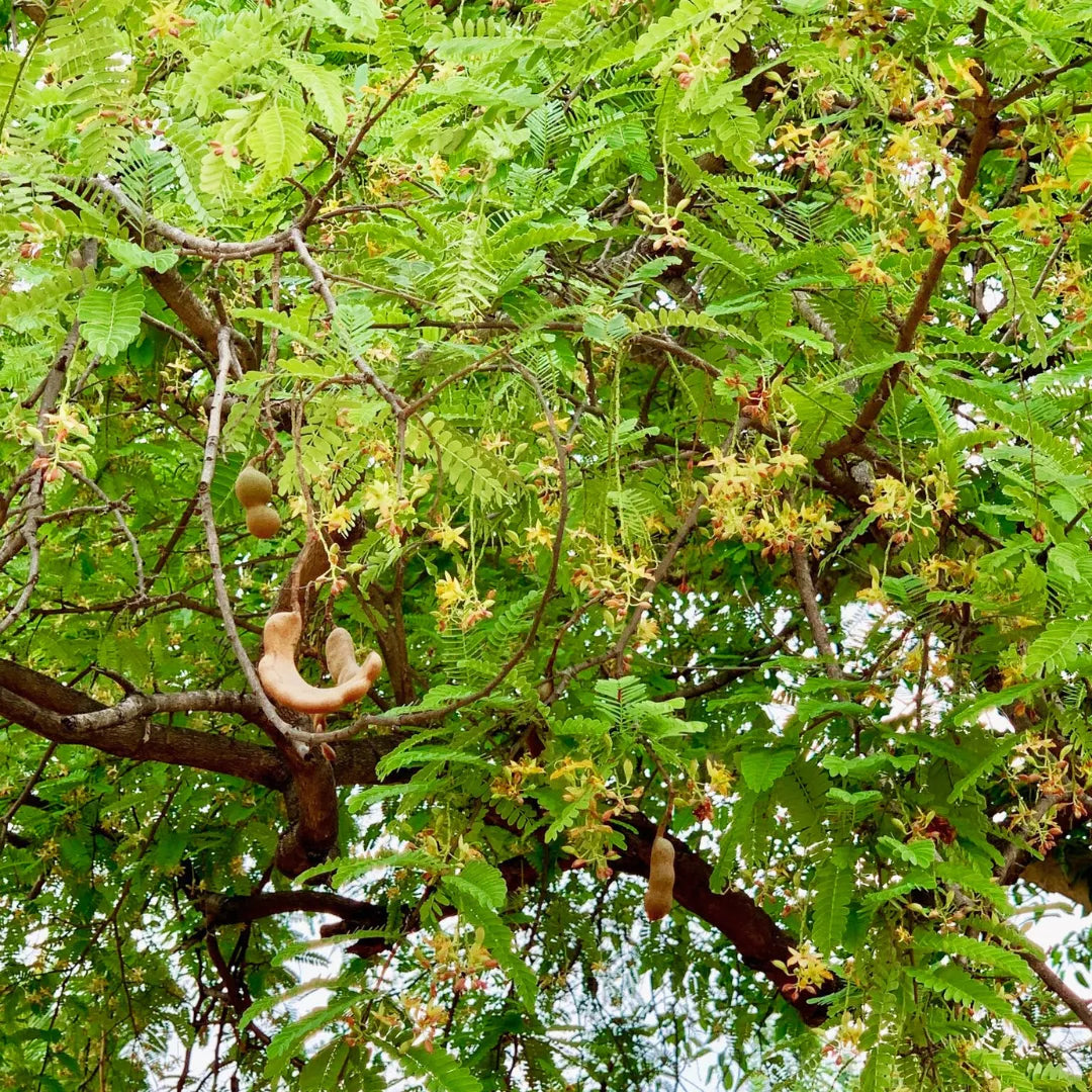 Tamarindus indica Plants
