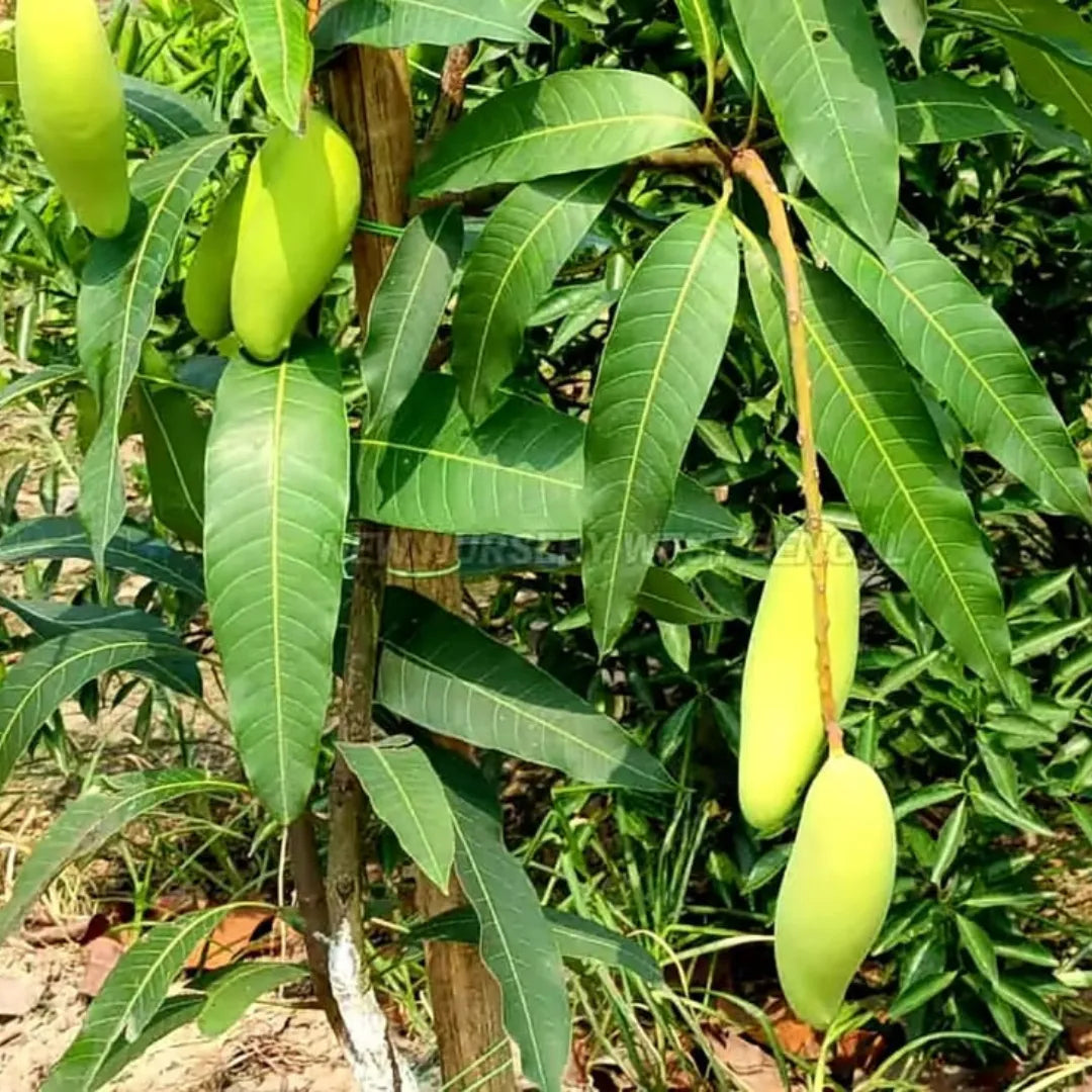 Dwarf Thai Banana Mango