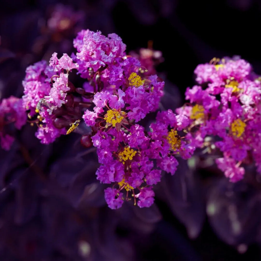 Lagerstroemia Purely Purple - Plants