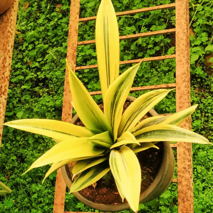 Mother in Law’s Tongue Plant - Lalit Enterprise