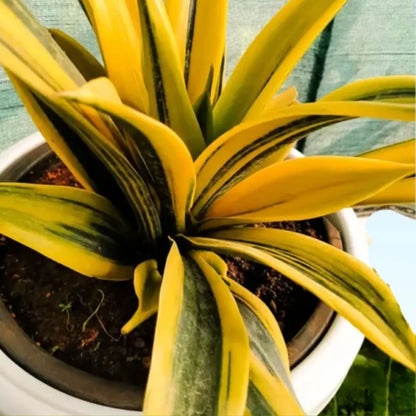 Sansevieria “Gold Flame” Plant - Lalit Enterprise