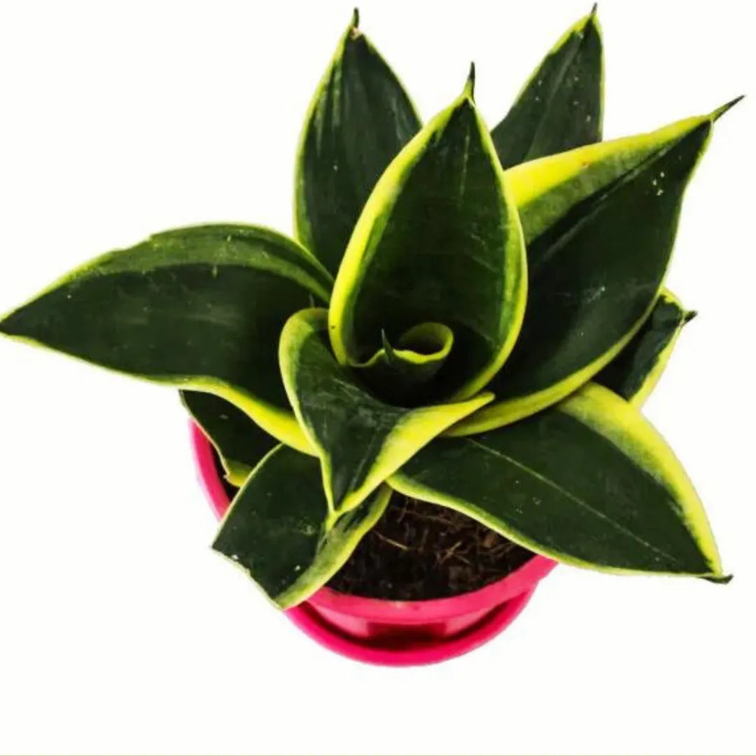Dwarf Sansevieria Plant - Lalit Enterprise