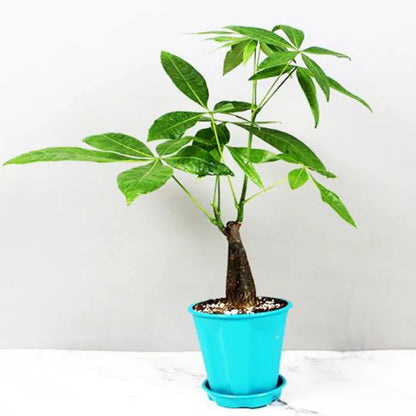 Money Tree Bonsai Plant ( Single Trunk)