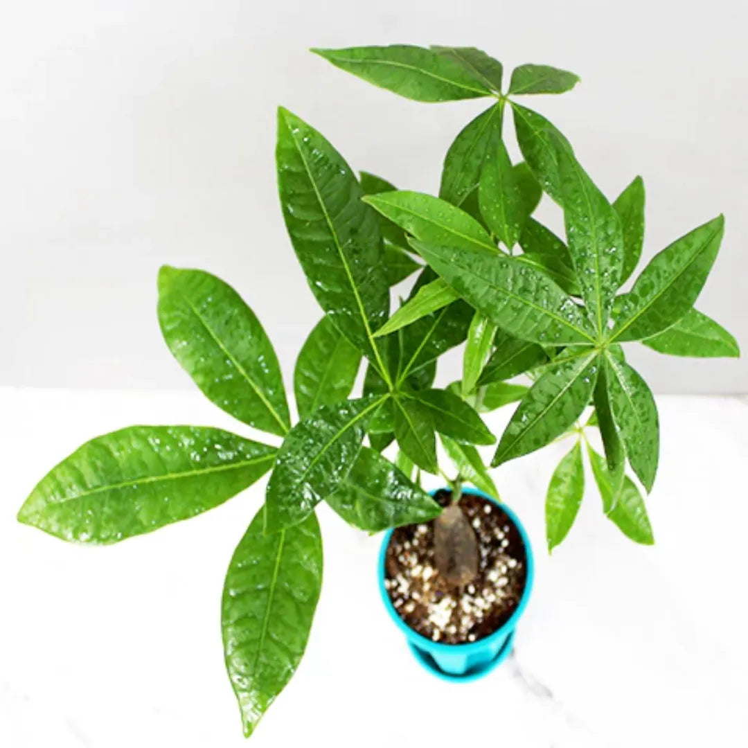 Guiana chestnut Bonsai Plant ( Single Trunk)
