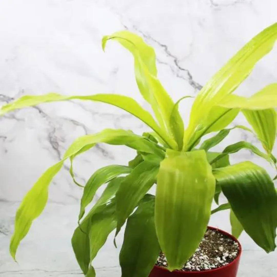 Buy Best Indoor Plants - Lalit Enterprise