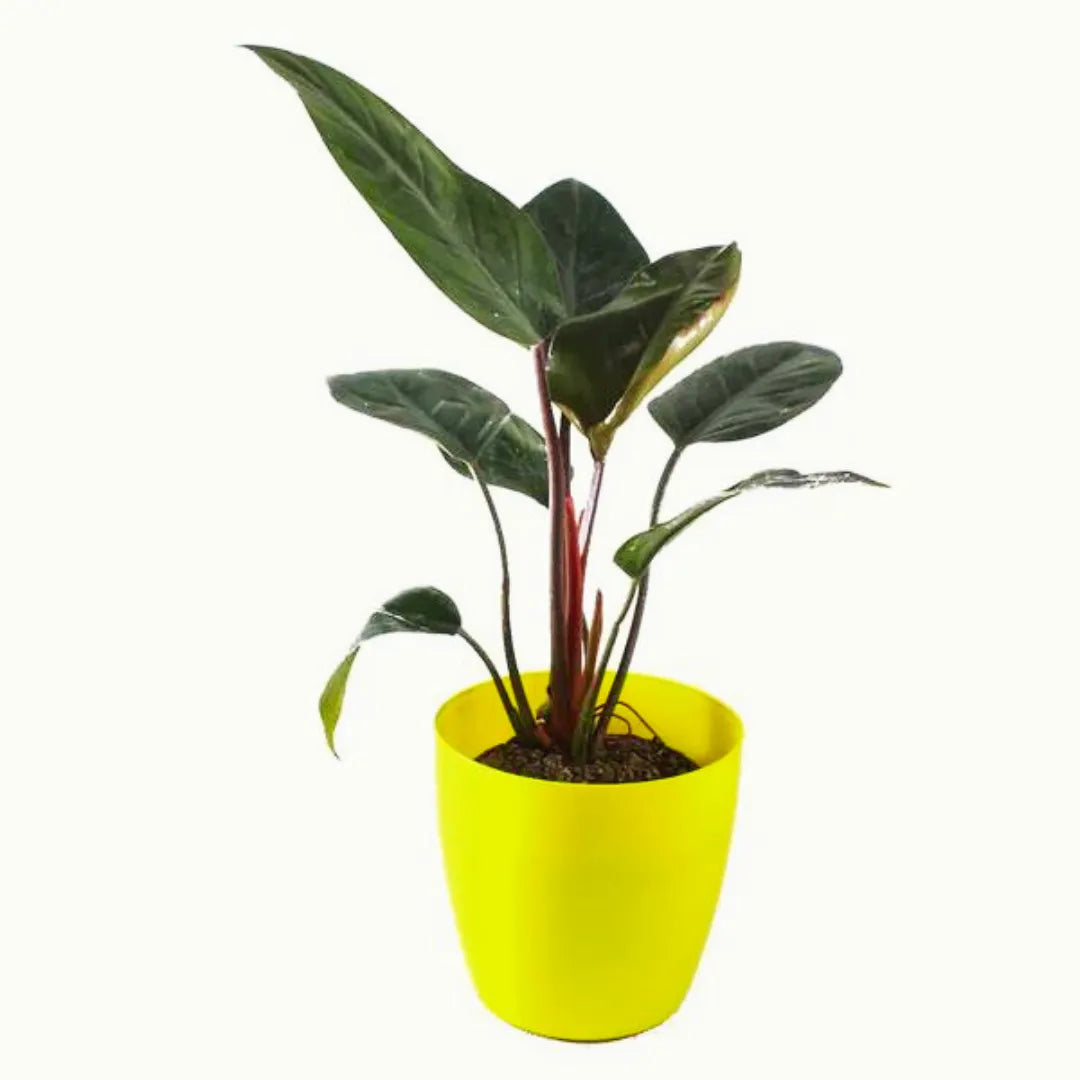 Buy Philodendron Rojo Congo Plant - Lalit Enterprise