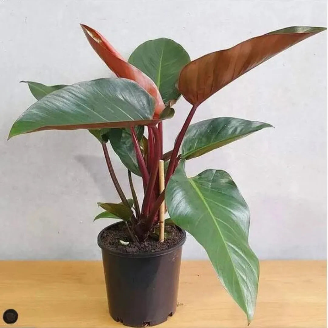 Buy Rojo Philodendron Plant - Lalit Enterprise