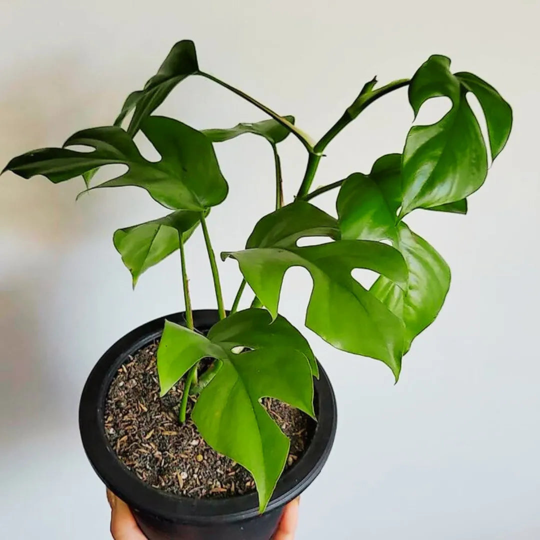 Buy Mini Monstera Plant - Lalit Enterprise