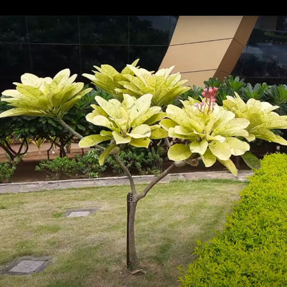 Plumeria Hybrida variegated Templetree