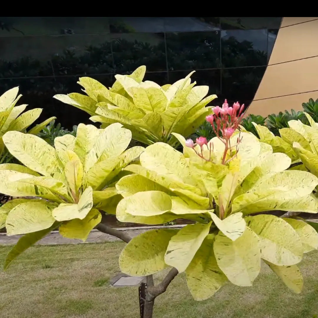 Plumeria 'Anyamani' Variegated Foliage Plant