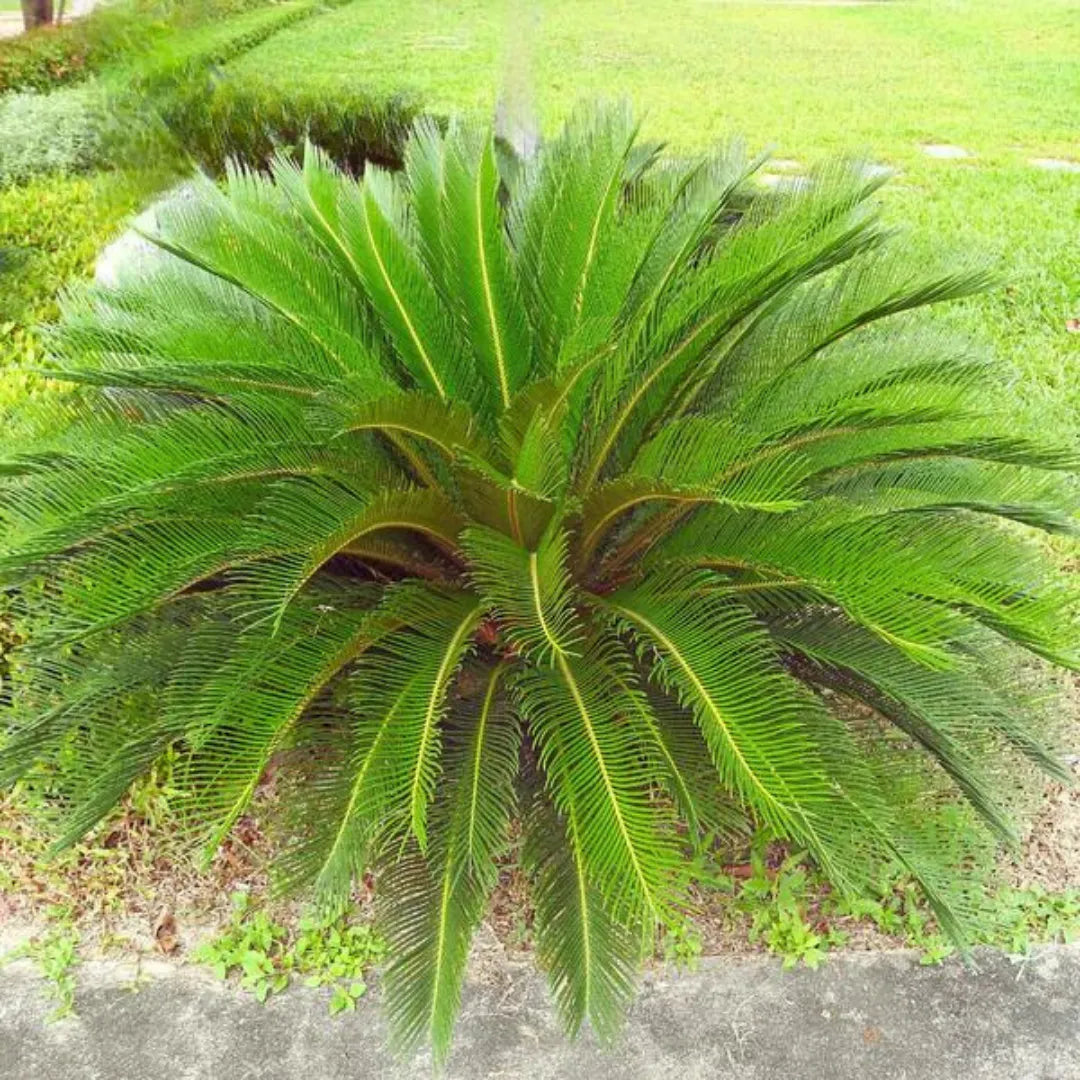 Cycas Palm - Plant