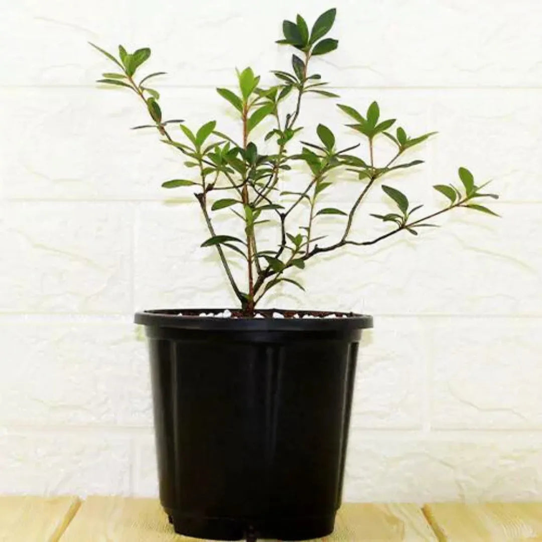 Buy Rhododendron Plant - Lalit Enterprise