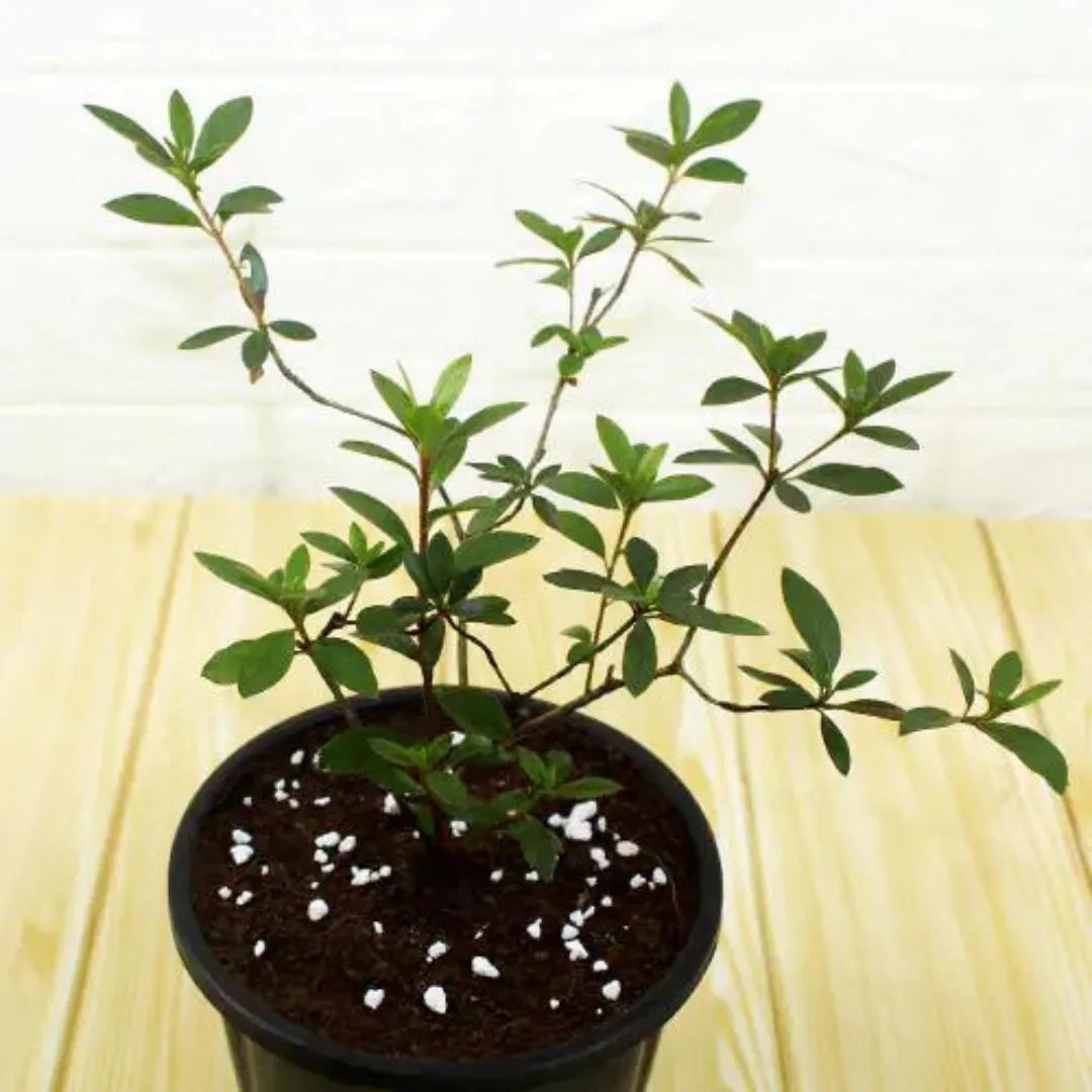 Buy Azalea Plant - Lalit Enterprise