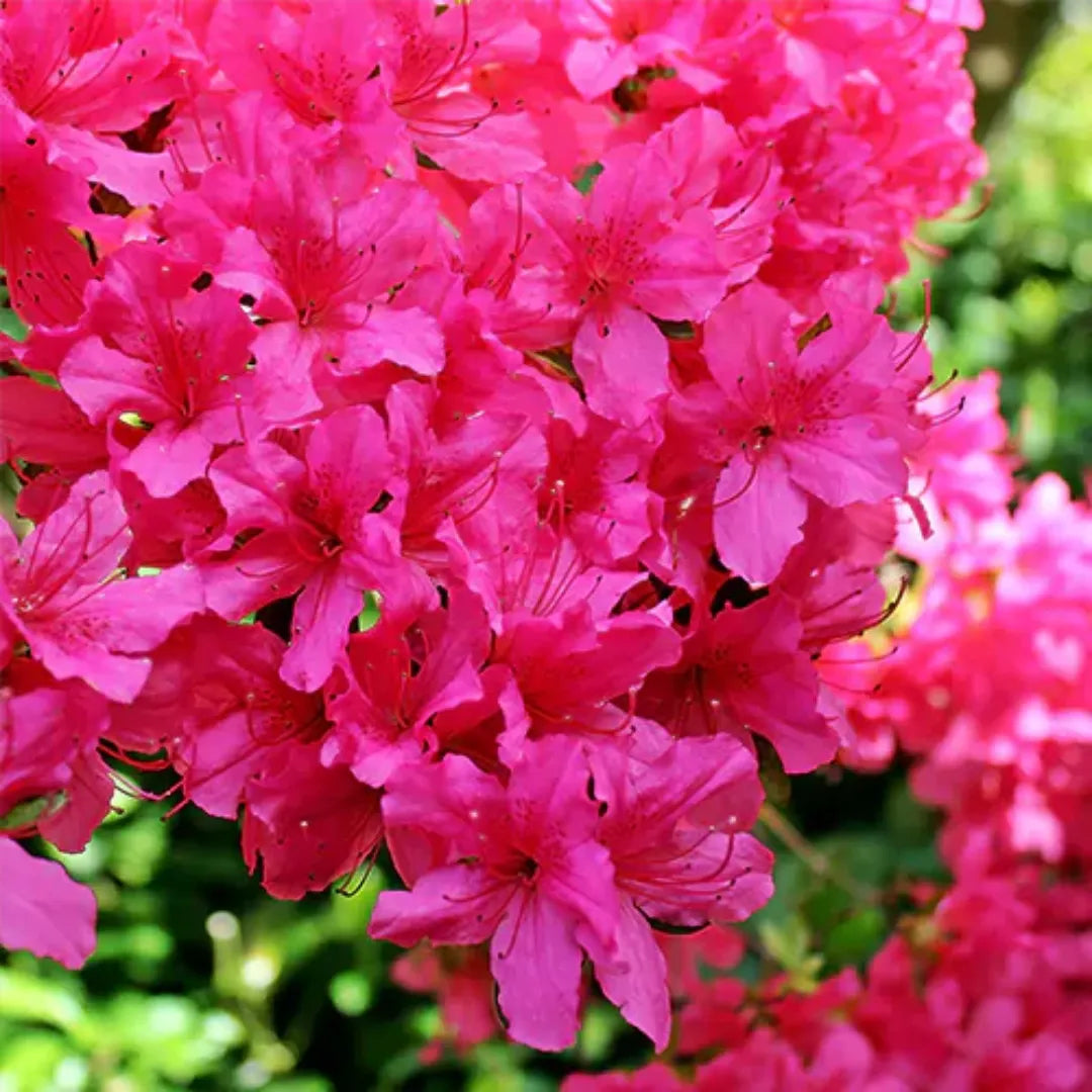 Buy Pink Azalea Plant - Lalit Enterprise