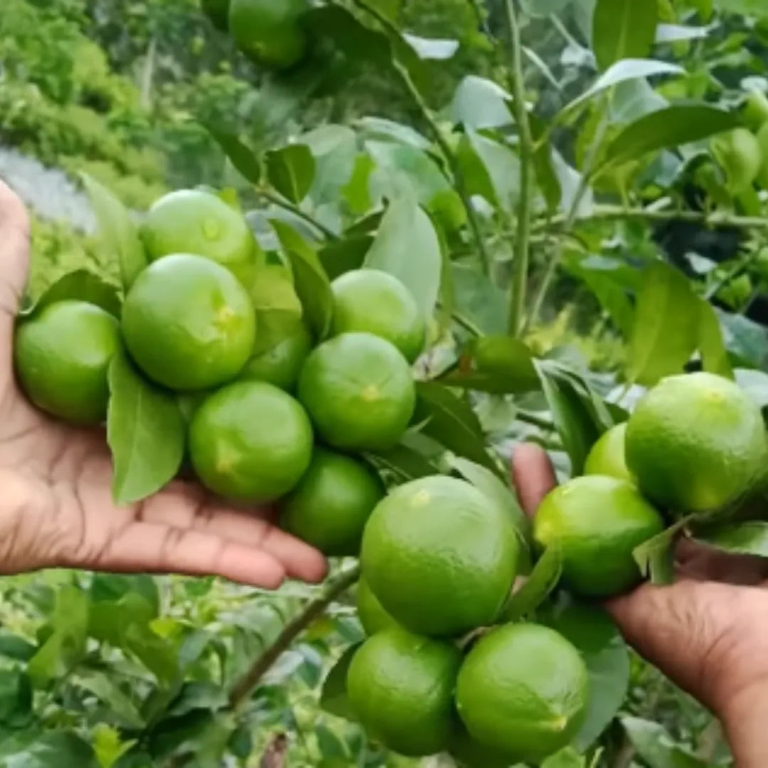 Kolkata "Citrus limon" - Fruit Plant